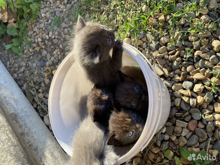 Котята в добрые руки