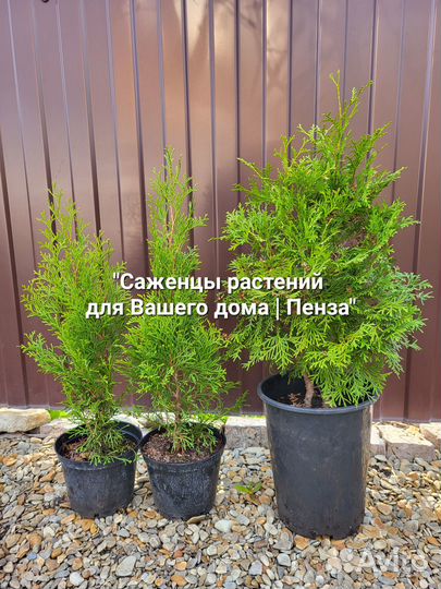 Туя Смарагд Даника Можжевельники Лапчатка Жасмин