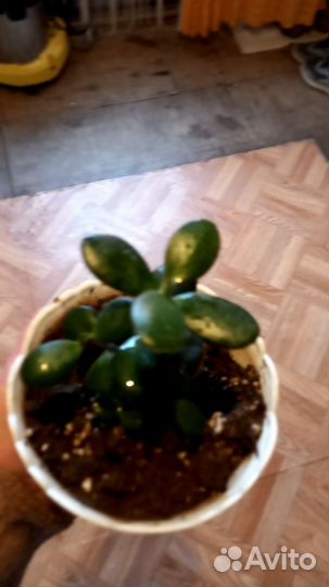 Комнатные цветы