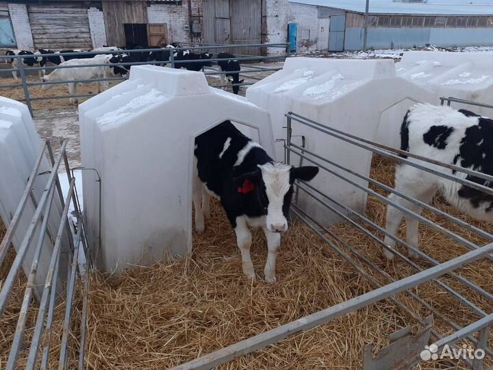 Телята, бычки, крс