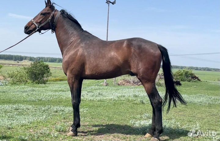 Продажа лошадей