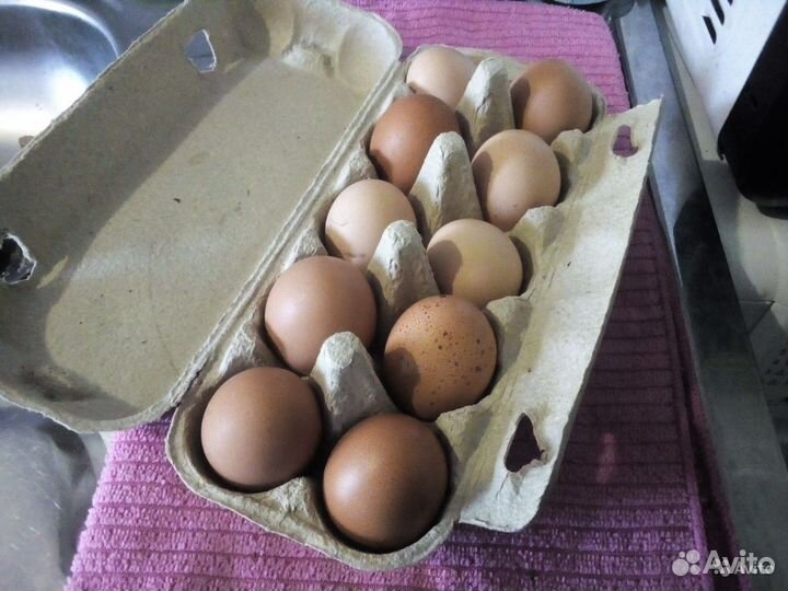 Домашние куриные яйца