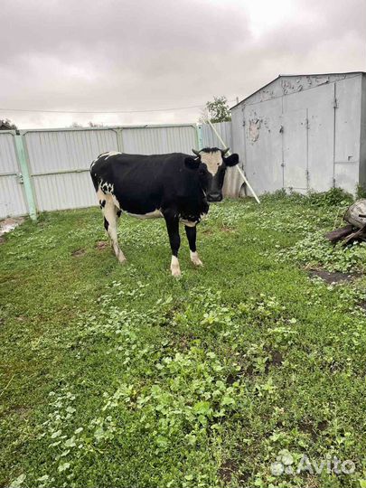 Телки стельные