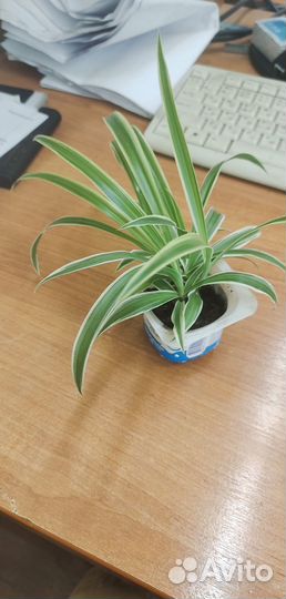 Хлорофитум