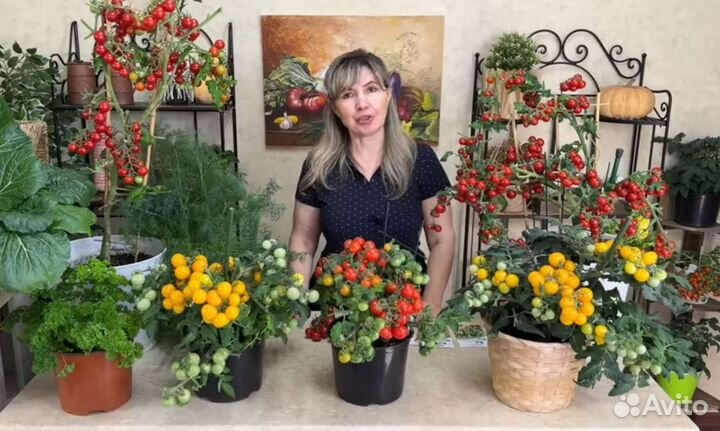 Рассада помидор томатов на любой вкус