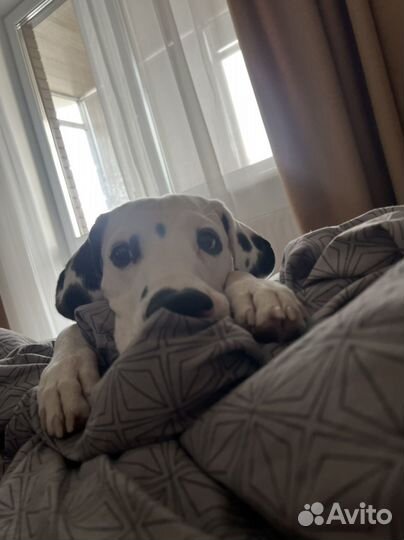 Ищу выгулщика собак