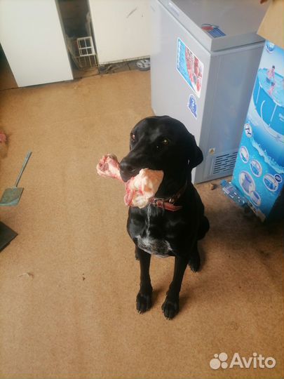 Щенки курцхаара