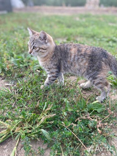 Котята бесплатно