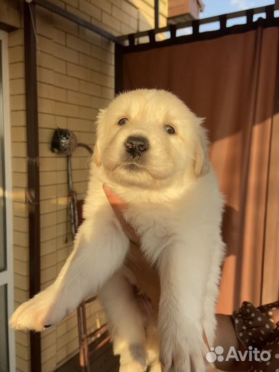 Щенки дворняжки бесплатно