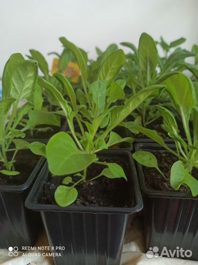 Петуния ампельная рассада