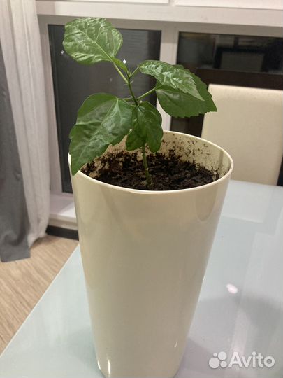 Роза гибискус