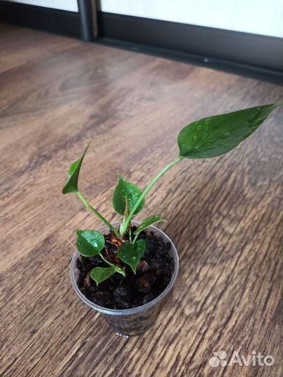 Антуриумы красный и Антуриум Андре Ковалли Перпл