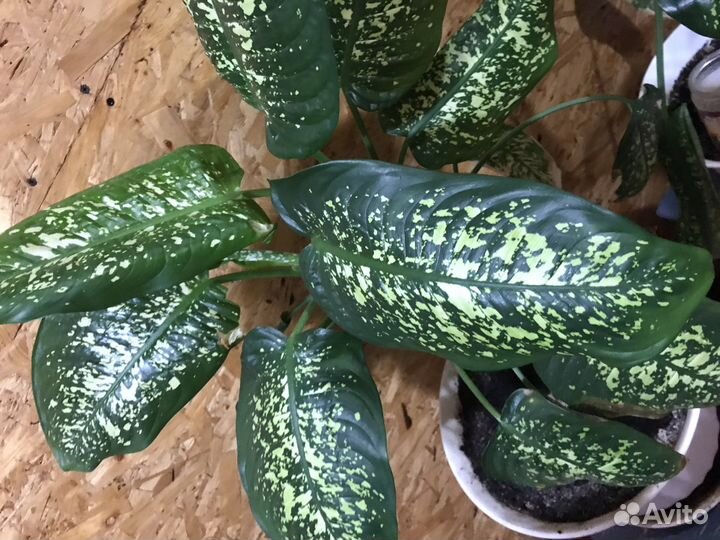 Диффенбахия