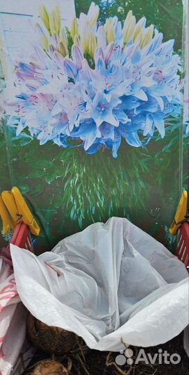 Лилия марлен