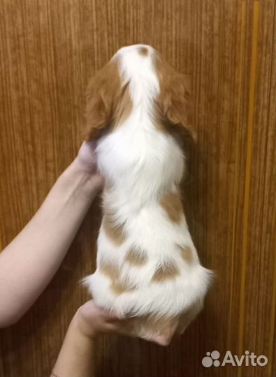 Кавалер кинг чарльз спаниель