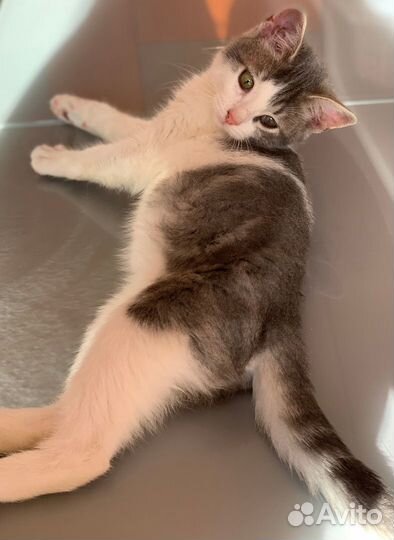 Кошка в дар