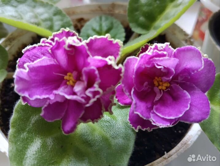 Срезанные листья фиалки Шато - Брион