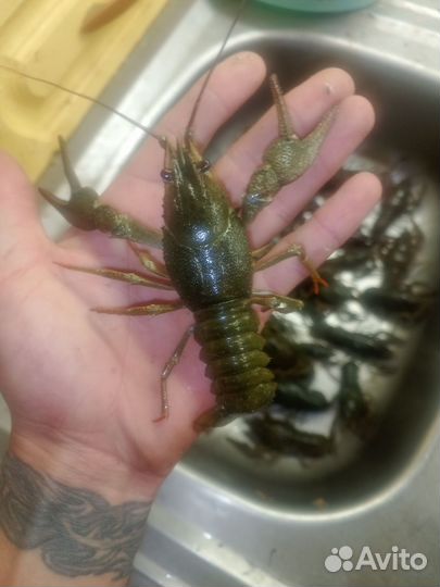 Раки живые