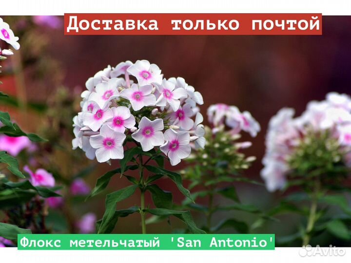 Флокс метельчатый San Antonio