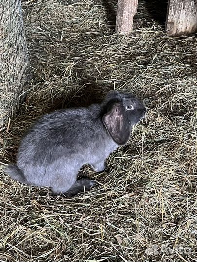 Кролики живым весом или мясом
