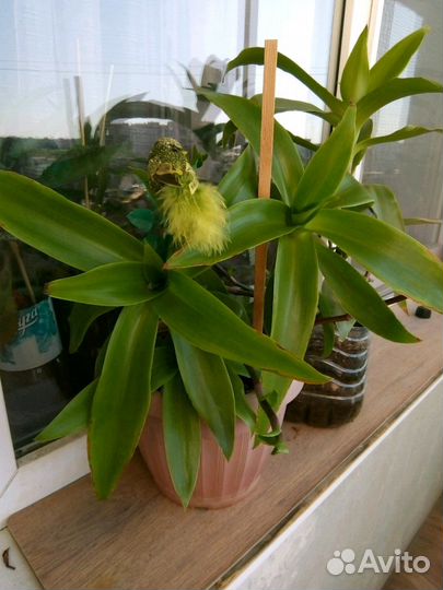 Золотой ус.Лечебный