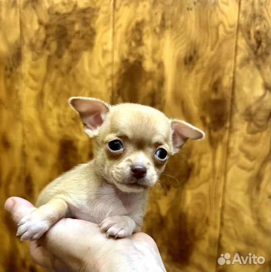 Супер мини чихуахуа мальчик