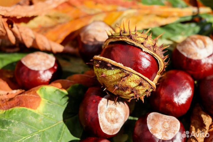 Взрослые саженцы каштана конского