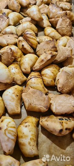 Тандыр самса и узбекский лепёшки оптом