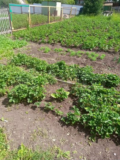 Участок 3,5 сот. (СНТ, ДНП)