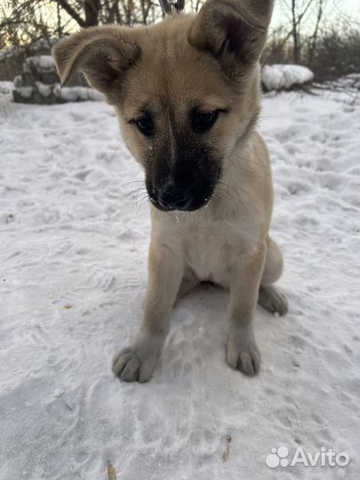 Щенок девочка в добрые руки