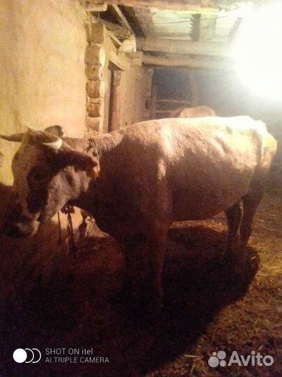 Корова дойная