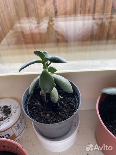 Денежное дерево и фикус бенджамина росточки