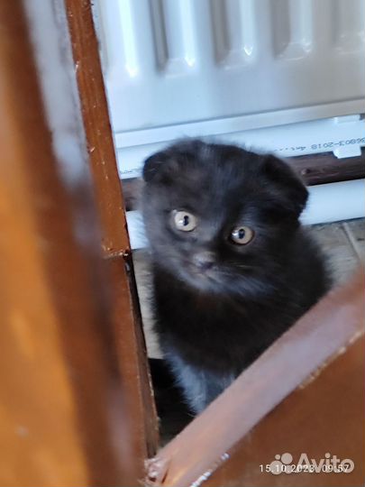 Кошка в дар бесплатно