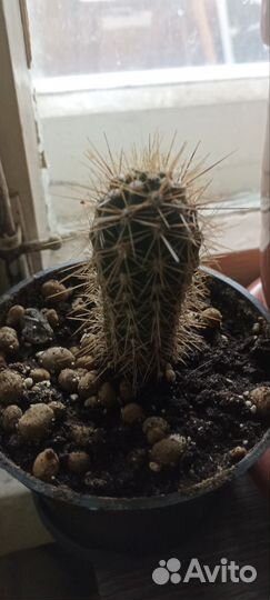 Отдам комнатные растения бесплатно