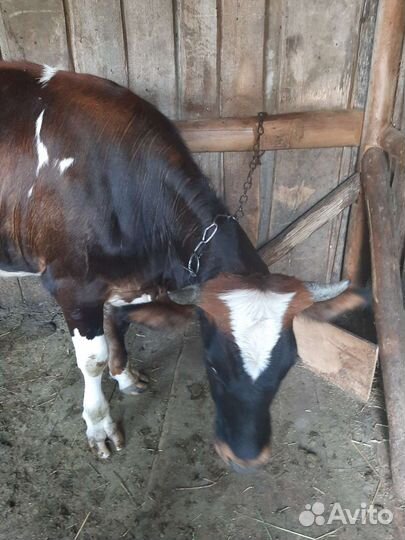 Тёлка стельная, дойные коровы