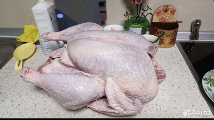 Индейка домашняя