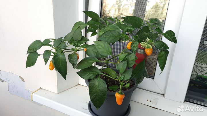 Перец острый