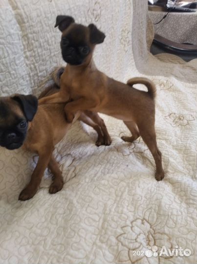 Щенки пти брабансона