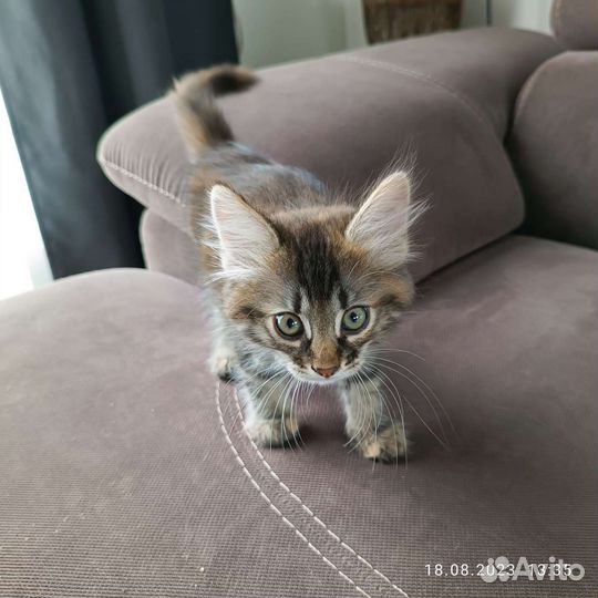 Кошка 2 месяца