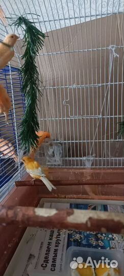 Певчие птицы