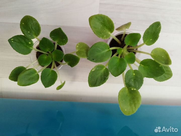 Комнатные цветы