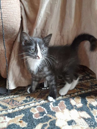 Котенок в дар