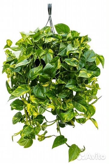 Сциндапсус золотистый и н-джой