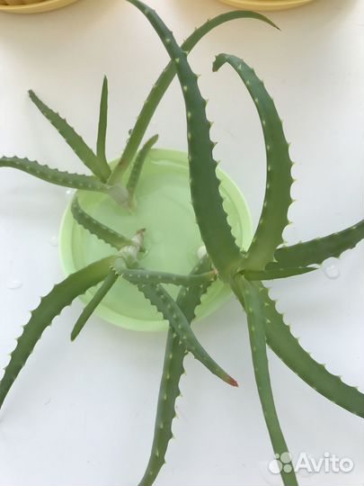 Алоэ лечебный, столетник