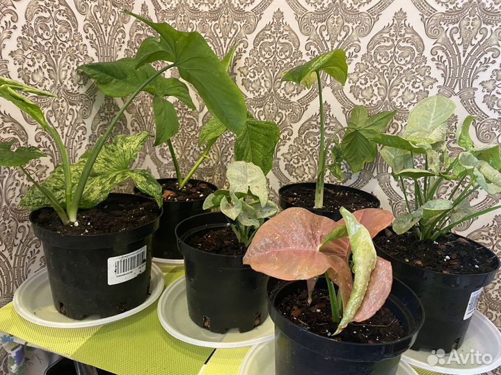 Сингониум neon пинк