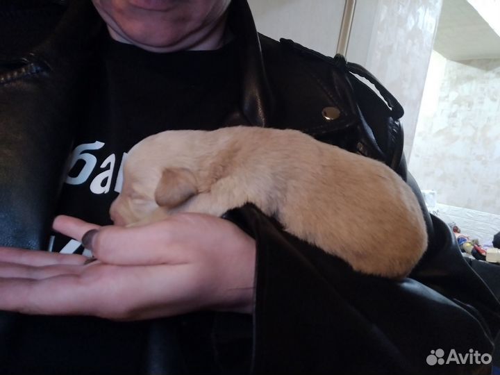 Продаются эксклюзивные щенки