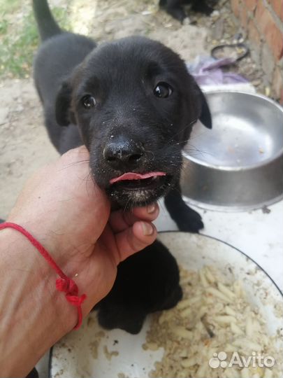 Отдам бесплатно щенков