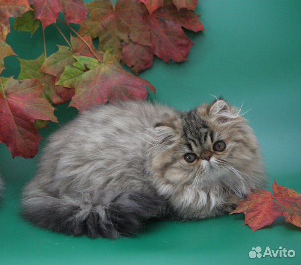 Персидская кошка