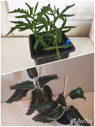 Каланхоэ Дегремона,лечебное,к. ол. рожки,тубифлора