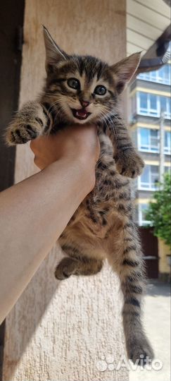 Кошка в дар бесплатно